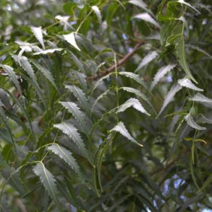 Feuille de Neem Azadirachta indica