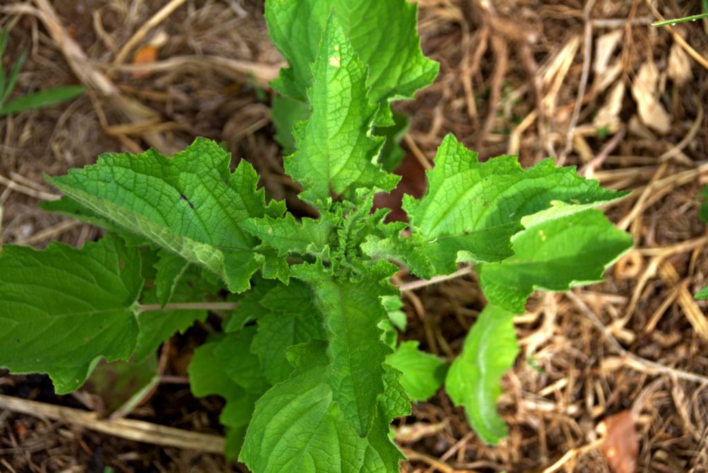 Feuille de Gros Baume Hyptis suaveolens