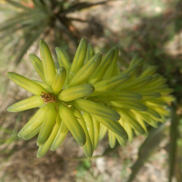 Aloe Vera fleur