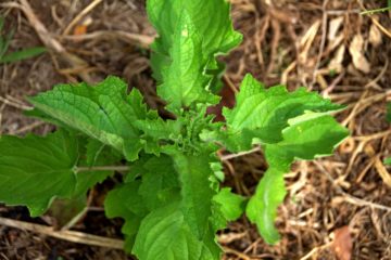 Feuille de Gros Baume Hyptis suaveolens
